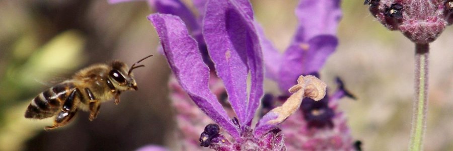 Hierdie lentefoto van die heuningby en die blom is deur Tracy van der Linde geneem